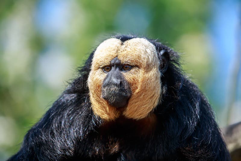 The White-faced Saki Male Monkey Eating Stock Image - Image of pithecia,  forest: 116611227