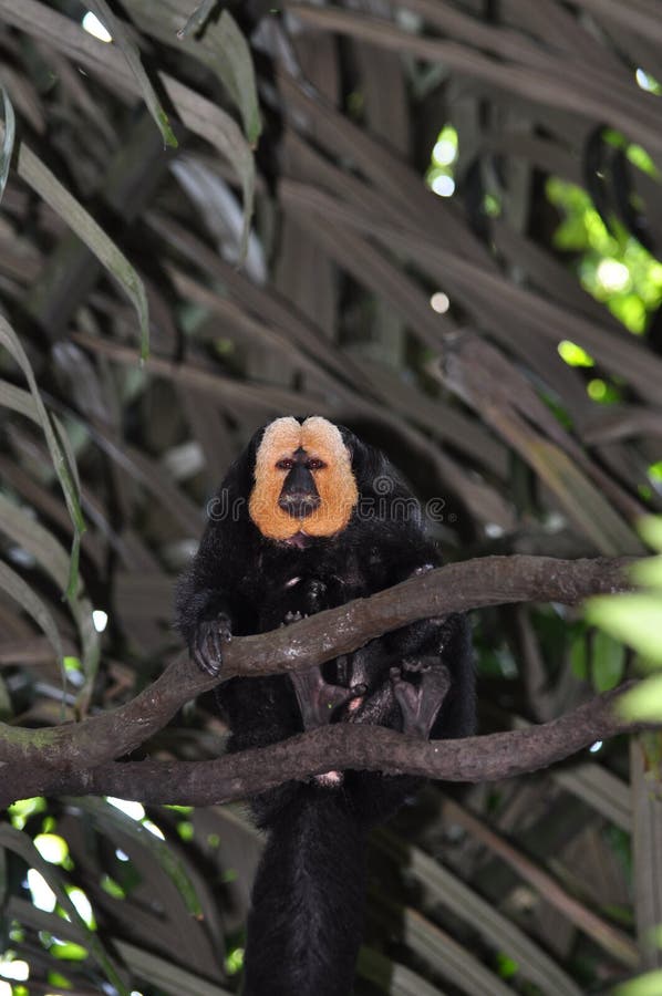 White-faced saki monkey royalty free stock images