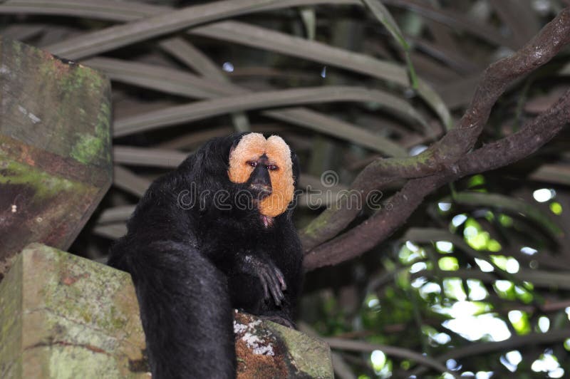 White-faced saki monkey stock photo