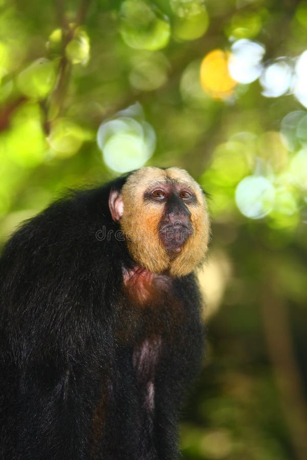 White-faced Saki Monkey stock photos