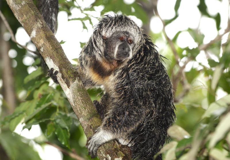 White-faced saki stock photography