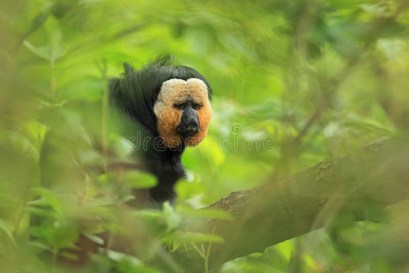 White-faced saki stock images