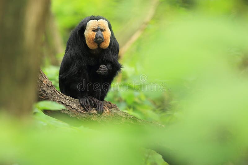 White-faced saki stock images