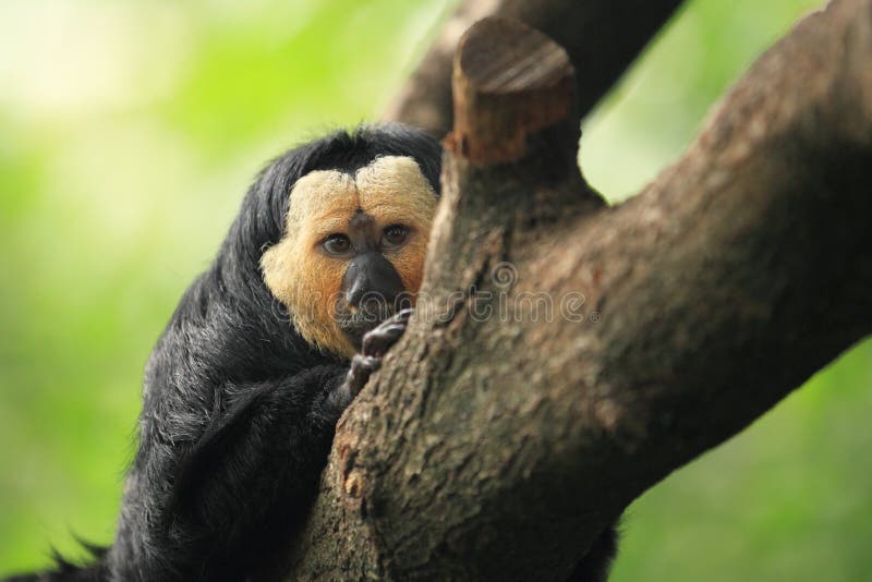 White-faced saki stock photos