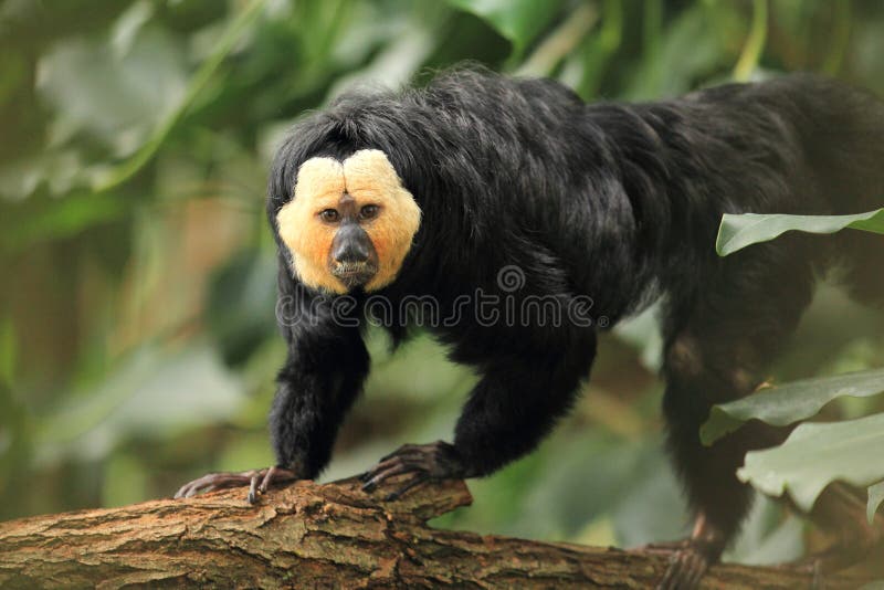 White-faced saki stock image
