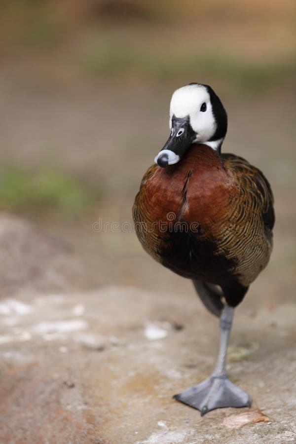 White-faced whistling duck