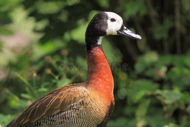 White-faced whistling duck stock image