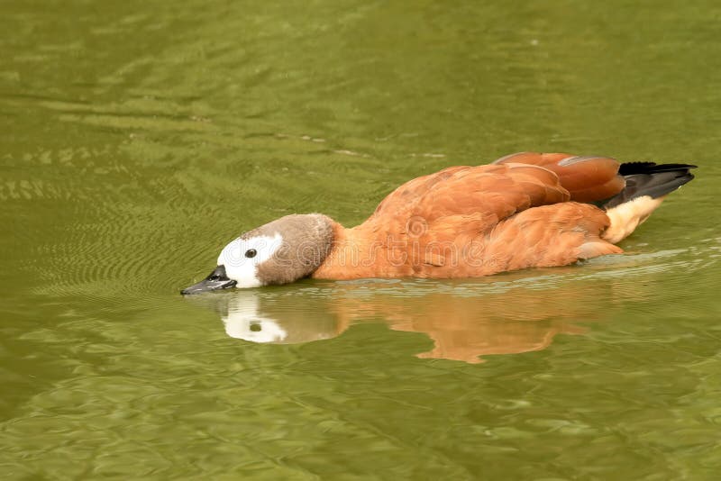 White-faced Whistling Tree Duck, Dendrocygna viduata, head down on green water