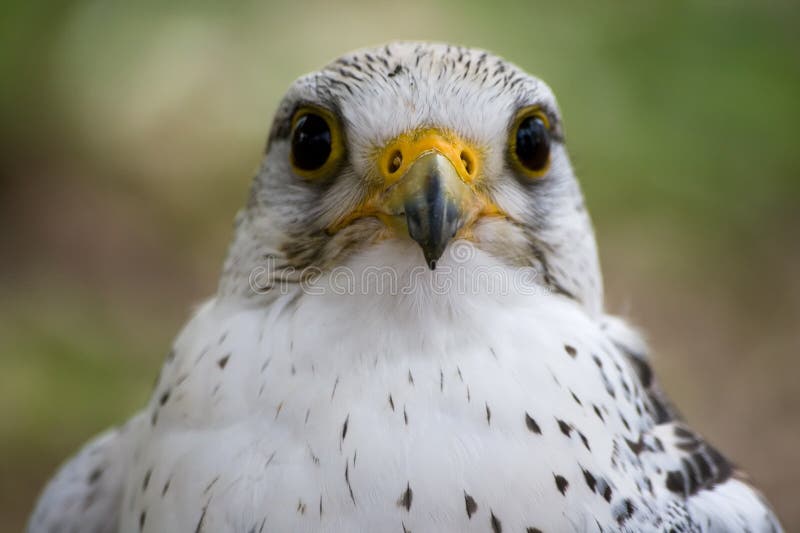 White Falcon Bird Stock Photo Image 14359910