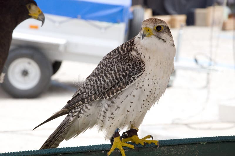 White Falcon Bird Images Download 6,706 Royalty Free Photos Page 3
