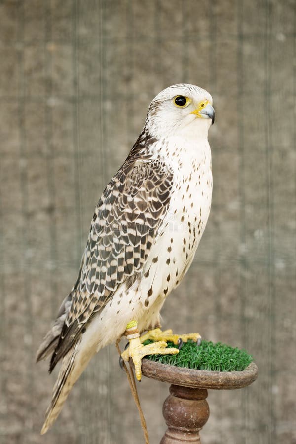 White Falcon in an Aviary on a Stand Stock Photo Image of hunter, hunt 258069118