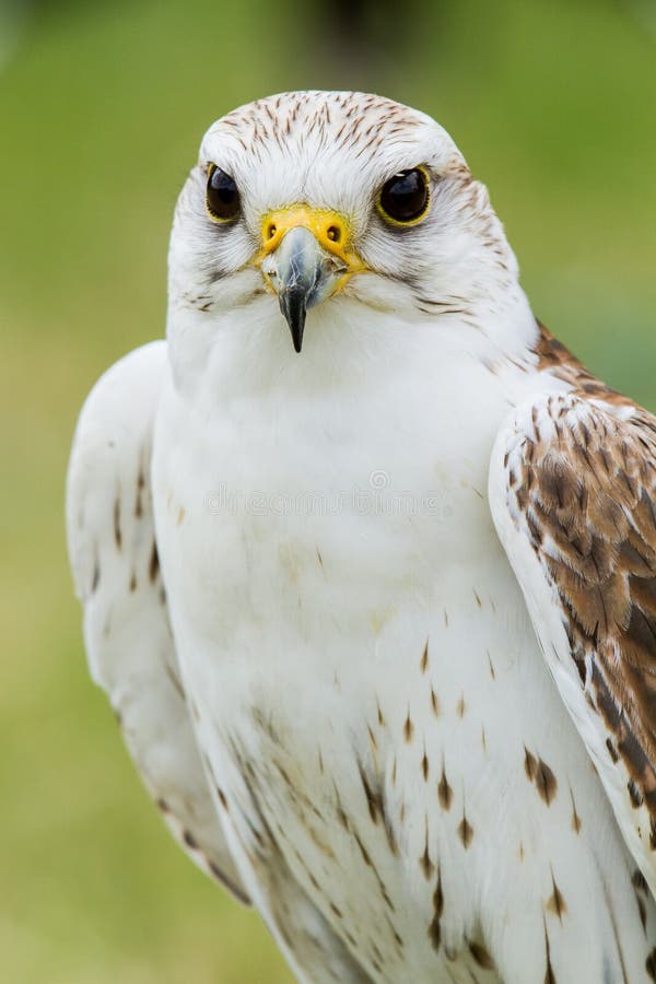White falcon stock photo. Image of bird, wildlife, wing 55474702
