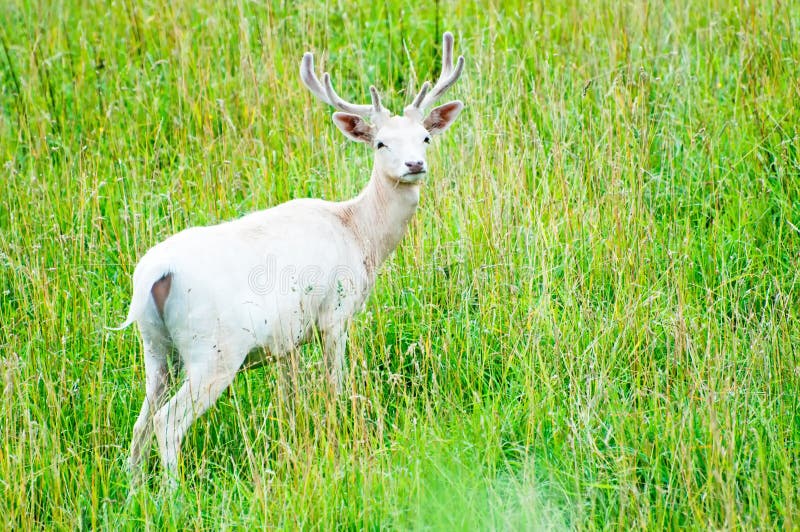 White Fallow Deer