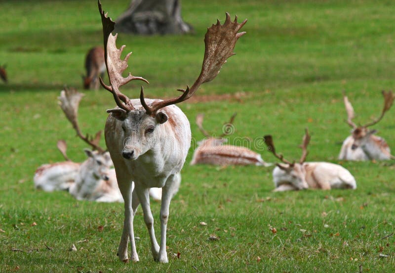 White Fallow deer.(Dama dama)