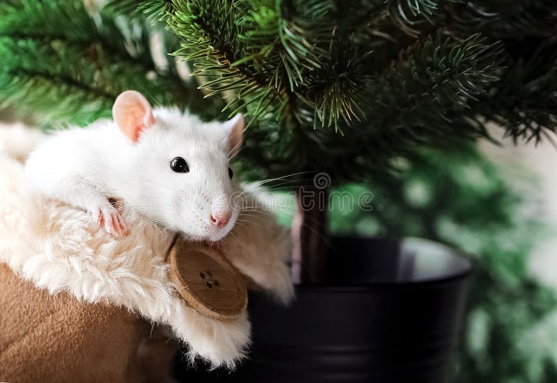 White fancy rat with cute black eyes in warm fluffy house shoe in front of Christmas tree background. royalty free stock images White fancy rat with cute black eyes in warm fluffy house shoe in front of Christmas tree background. royalty free stock images