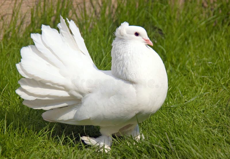White fantail royalty free stock photos