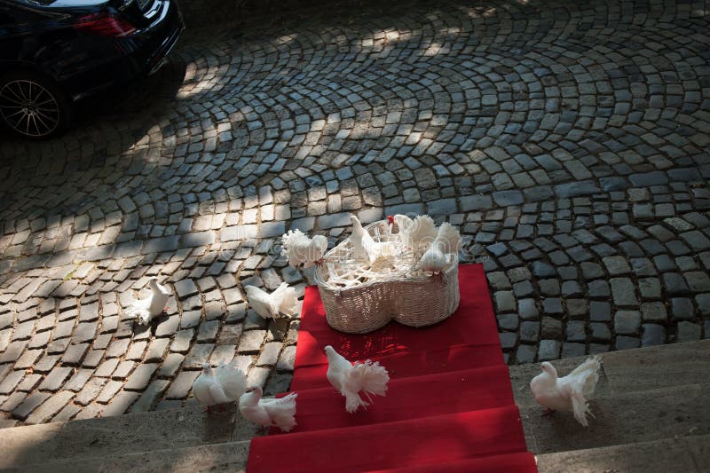 White fantail pigeons on a red carpet. White fantail pigeons on a red carpet at a church for a wedding royalty free stock photos White fantail pigeons on a red carpet. White fantail pigeons on a red carpet at a church for a wedding royalty free stock photos