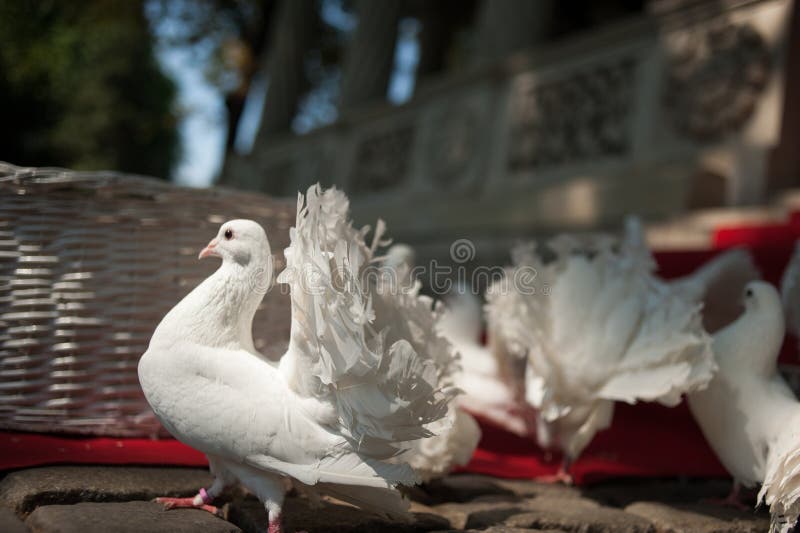 White fantail pigeons on a red carpet. White fantail pigeons on a red carpet at a church for a wedding royalty free stock photography White fantail pigeons on a red carpet. White fantail pigeons on a red carpet at a church for a wedding royalty free stock photography