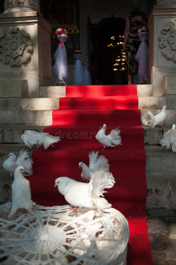 White fantail pigeons on a red carpet. White fantail pigeons on a red carpet at a church for a wedding royalty free stock photo White fantail pigeons on a red carpet. White fantail pigeons on a red carpet at a church for a wedding royalty free stock photo