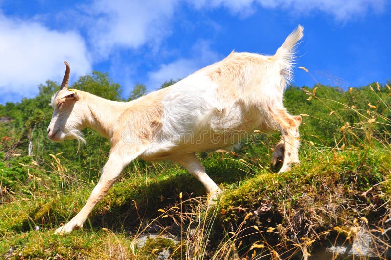 Kid goat playing stock photo. Image of life, fast, outdoor - 20738566