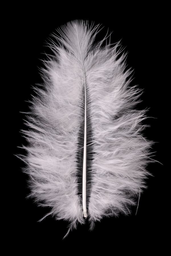 602,297 White Feather Stock Photos - Free & Royalty-Free Stock Photos from  Dreamstime