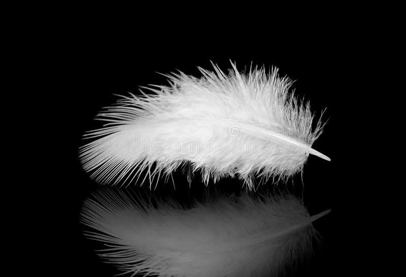 White feather stock image. Image of black, elegance, light - 24122129