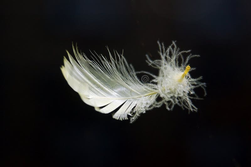 White feather