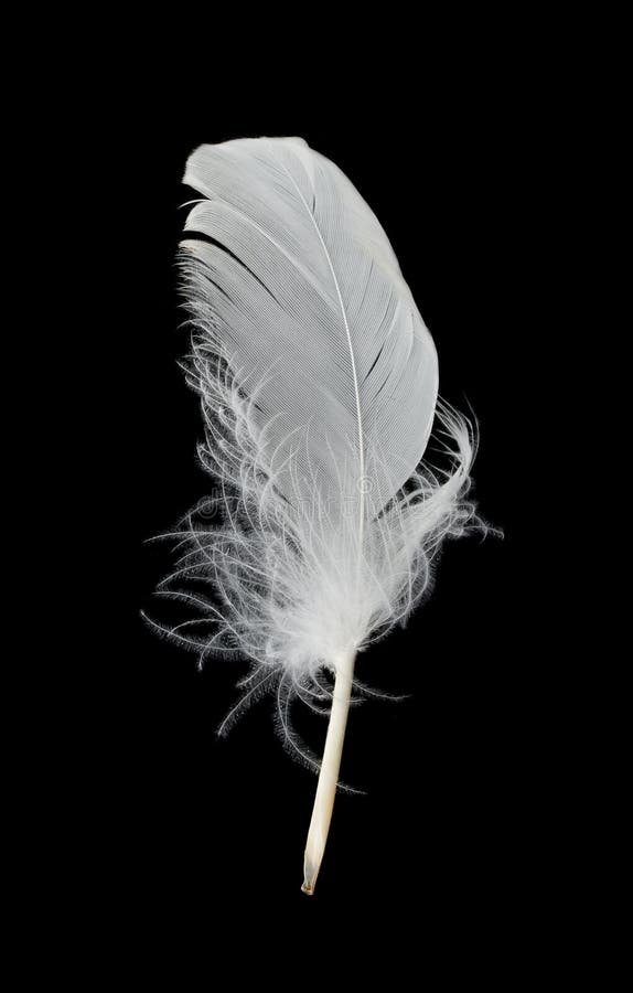White Feather on Black Background Stock Image Image of bird, grace