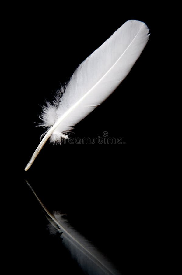 White feather on black stock images