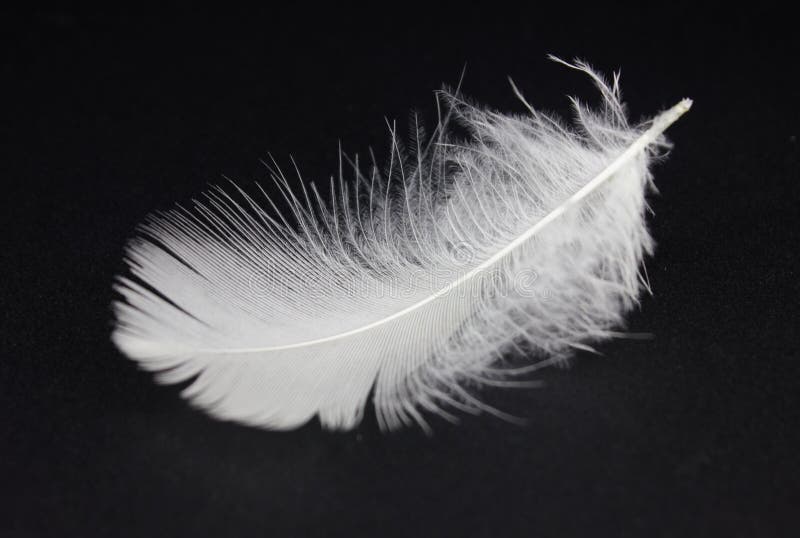White feather stock images.