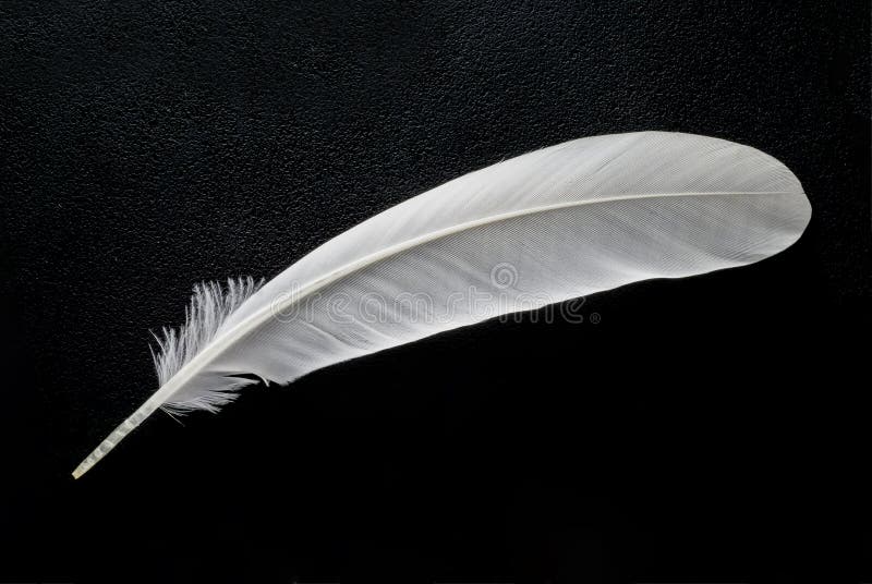 White Feather on Black Background Stock Photo Image of decoration