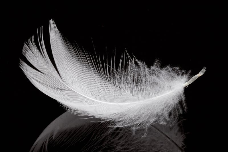 327,323 Black Feather Stock Photos - Free & Royalty-Free Stock