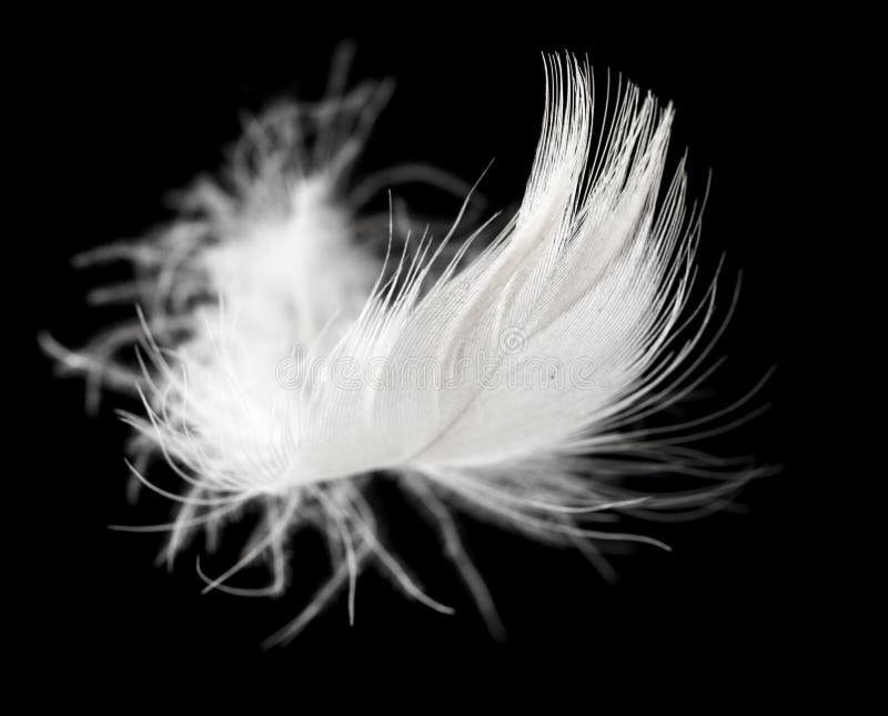 White Feather on a Black Background Stock Photo Image of swan, single