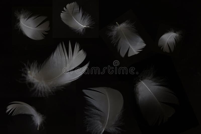 White Feather in a Black Background Stock Photo Image of background, shot 214774290