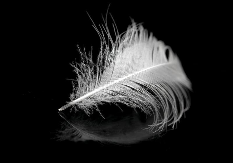 White Feather on a Black Background Stock Image Image of light, fragile 187708697