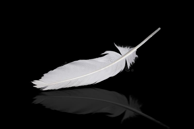 White Feather on a Black Background with Reflection Closeup Stock Photo