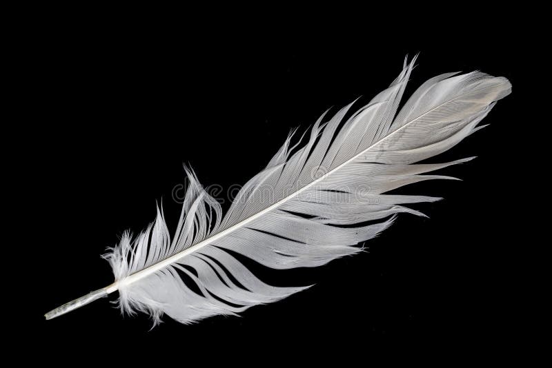 White Feather of a Goose on a Black Background Stock Photo - Image of
