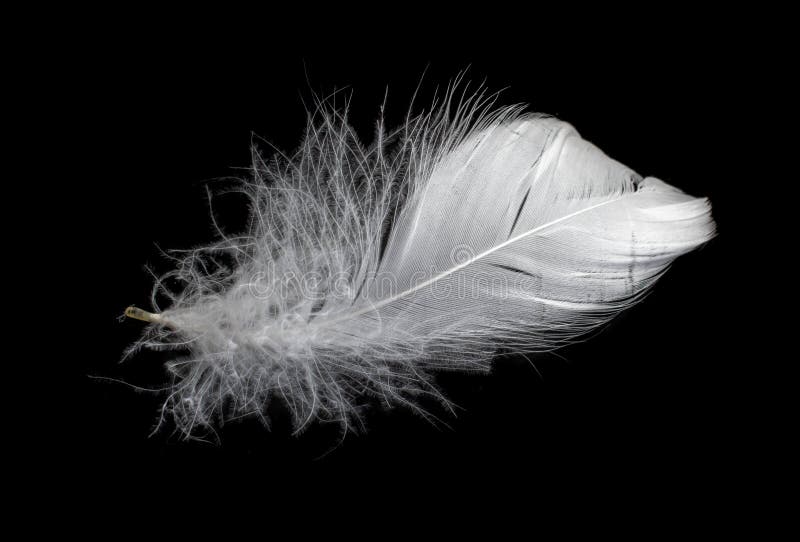 White Feather of a Goose on a Black Background Stock Photo - Image of