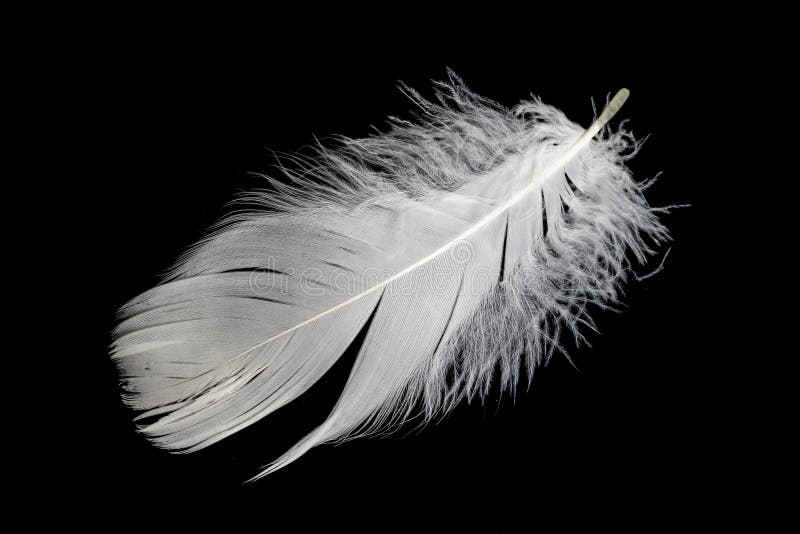 White Feather of a Goose on a Black Background Stock Photo - Image of