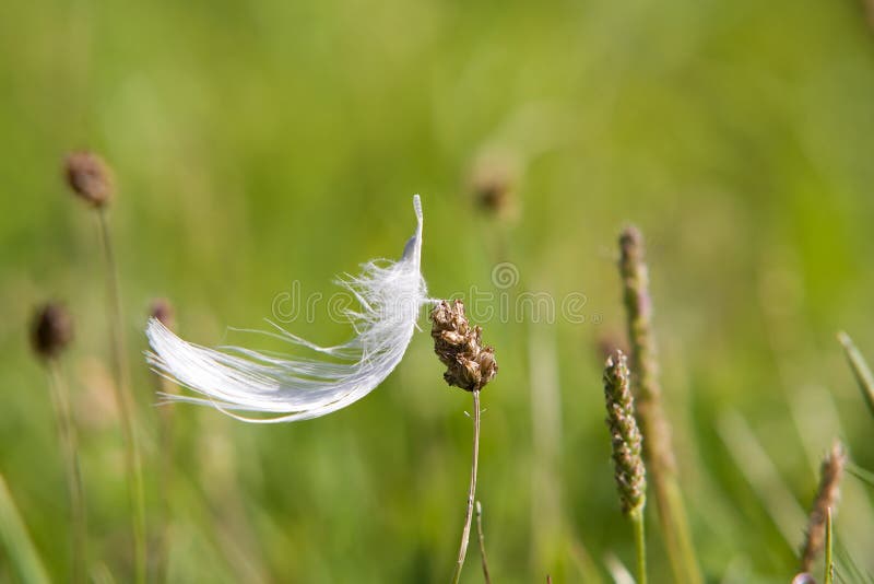 White feather in the grass