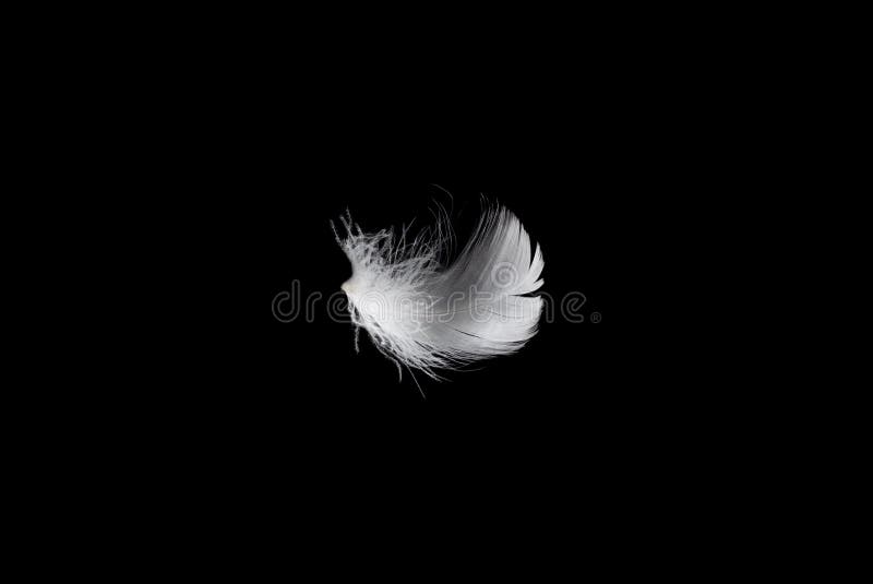 White Feather Isolated on a Black Background Stock Photo Image of