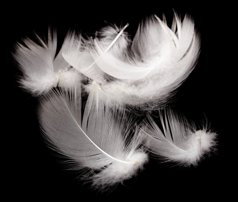 White Feather Isolated on Black Background Stock Image Image of black, lightweight 139796919