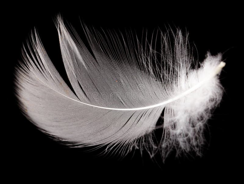 1,423,160 Black Feathers Royalty-Free Images, Stock Photos