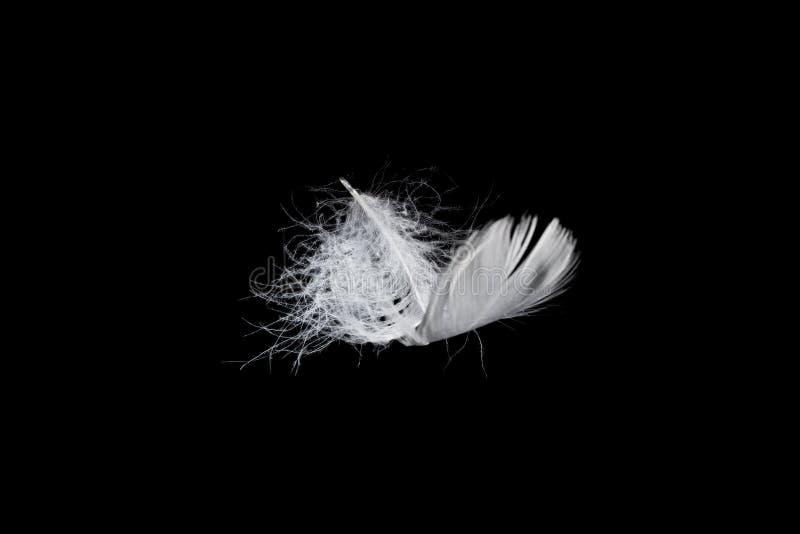 White Feather Isolated on a Black Background Stock Photo Image of