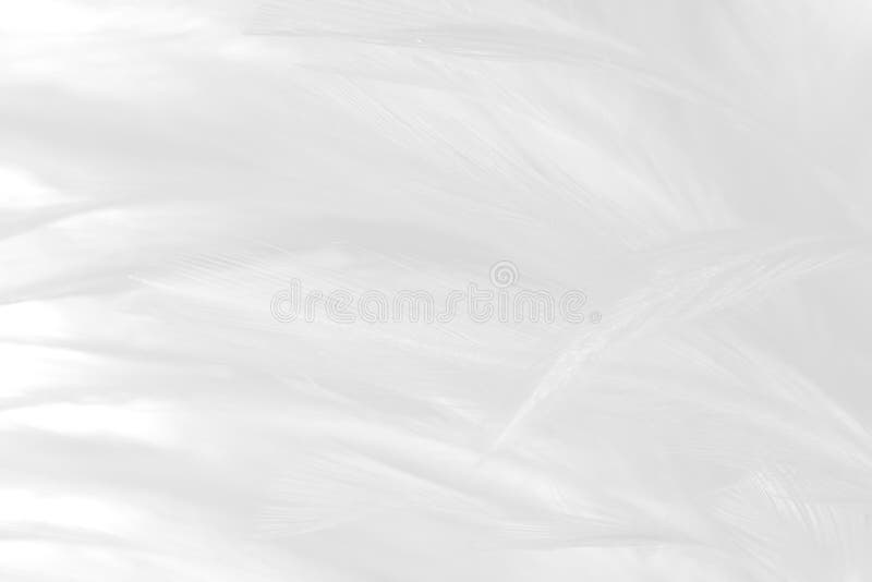 Abstract black feather background, texture with copy space Stock