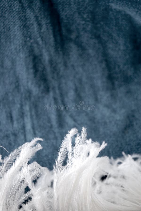 White feather stock image White feather stock image