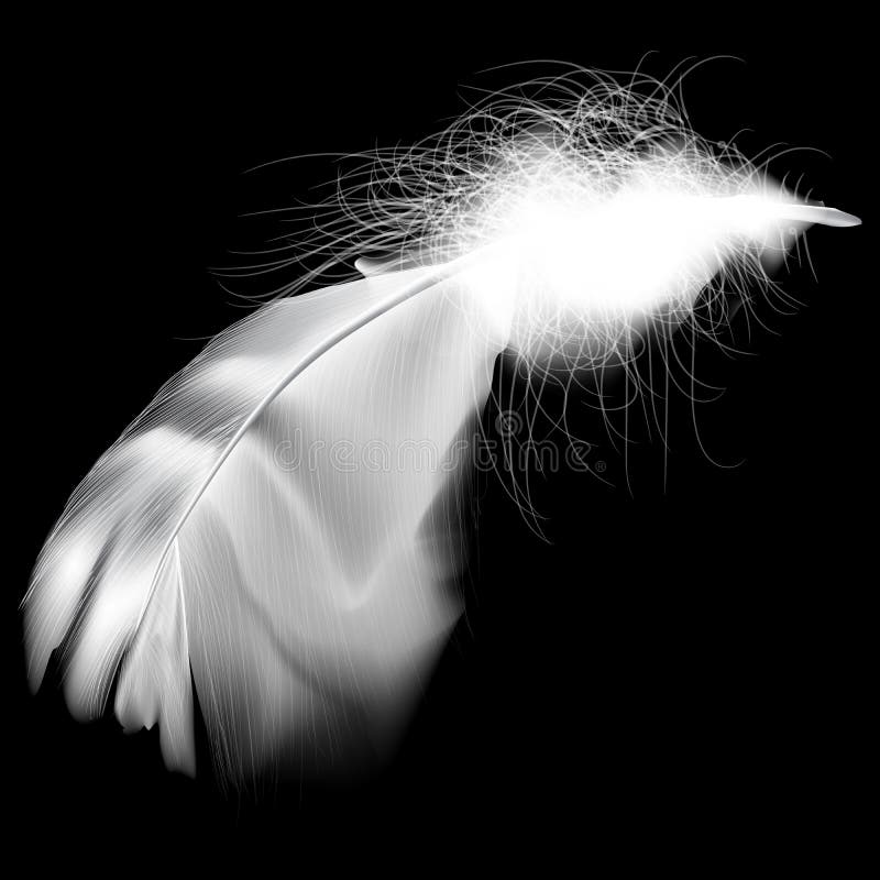 White Feather stock vector. Illustration of birds, decoration 94025290