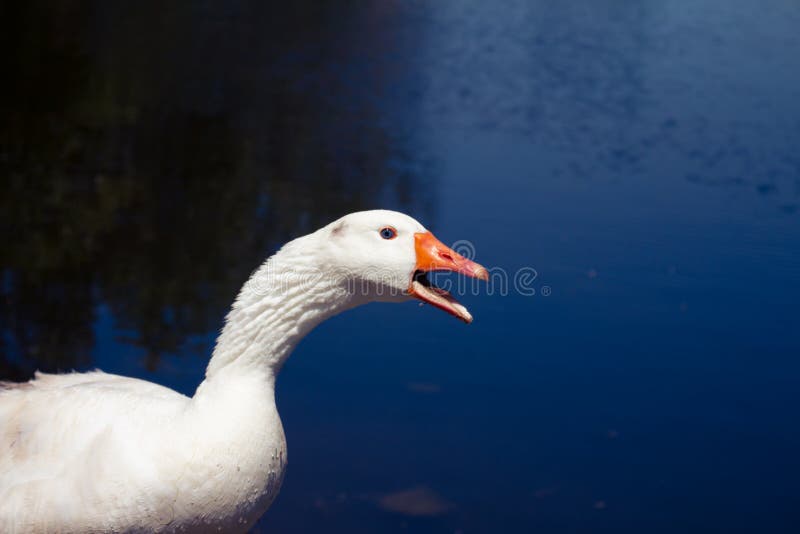 White-feathered Animals Called Geese. Animals in Their Natural Habitat  Stock Photo - Image of beauty, goose: 217401004