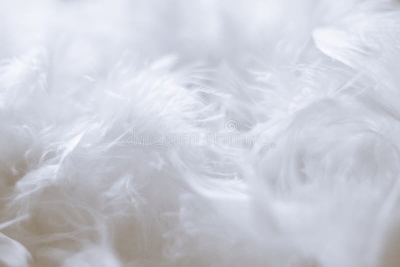283,028 White Feathers Stock Photos - Free & Royalty-Free Stock Photos from  Dreamstime