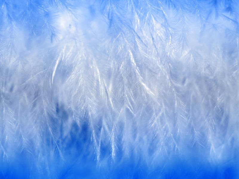 Beautiful White Feathers On Blue Background. Close-up. Toned. Free Image  and Photograph 199176834.